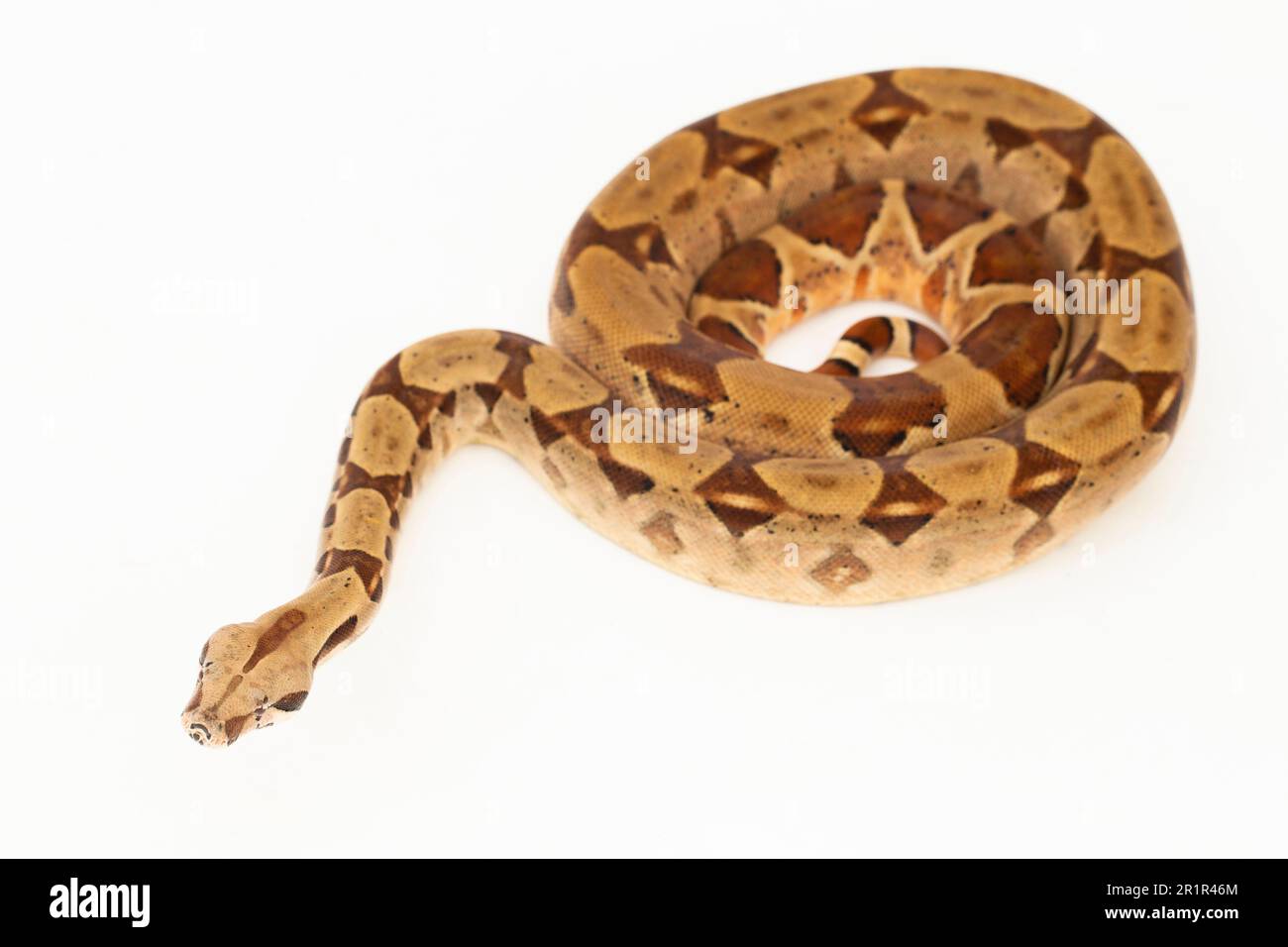 Salmone Boa Constrictor serpente isolato su sfondo bianco Foto Stock