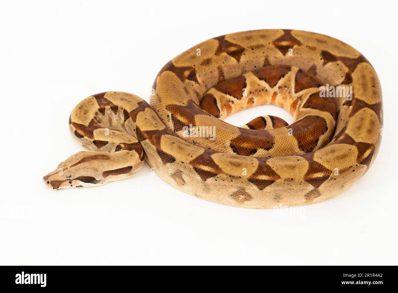 Salmone Boa Constrictor serpente isolato su sfondo bianco Foto Stock