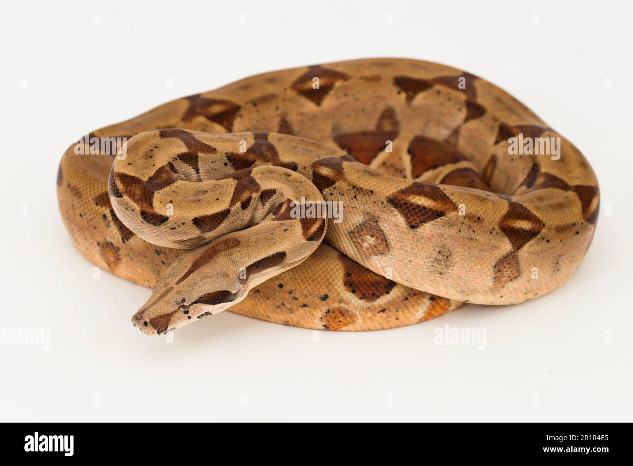 Salmone Boa Constrictor serpente isolato su sfondo bianco Foto Stock
