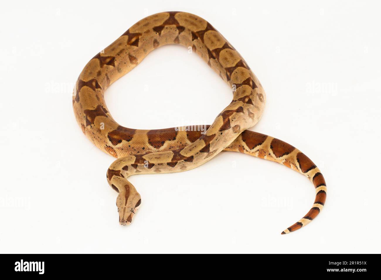 Salmone Boa Constrictor serpente isolato su sfondo bianco Foto Stock