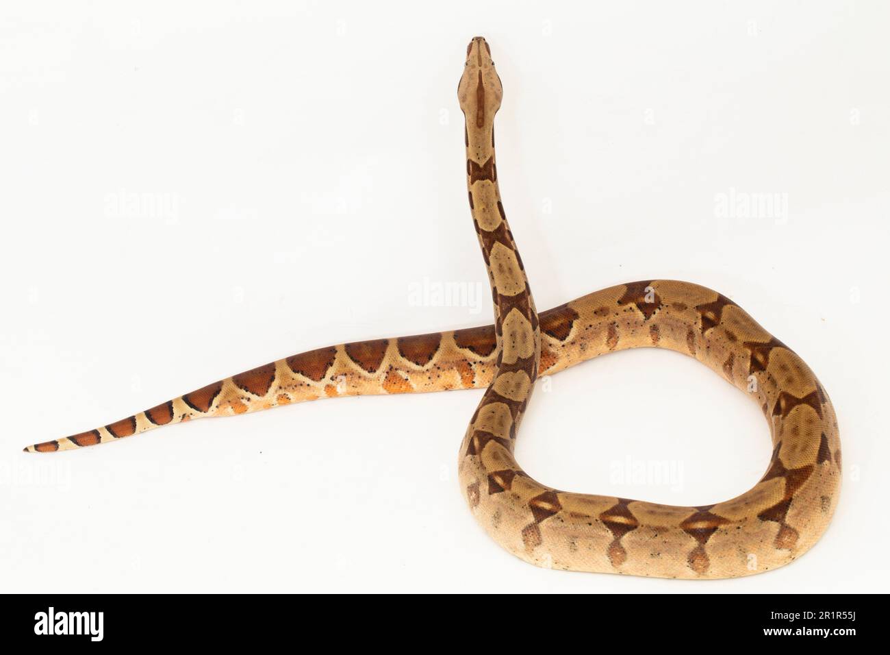 Salmone Boa Constrictor serpente isolato su sfondo bianco Foto Stock
