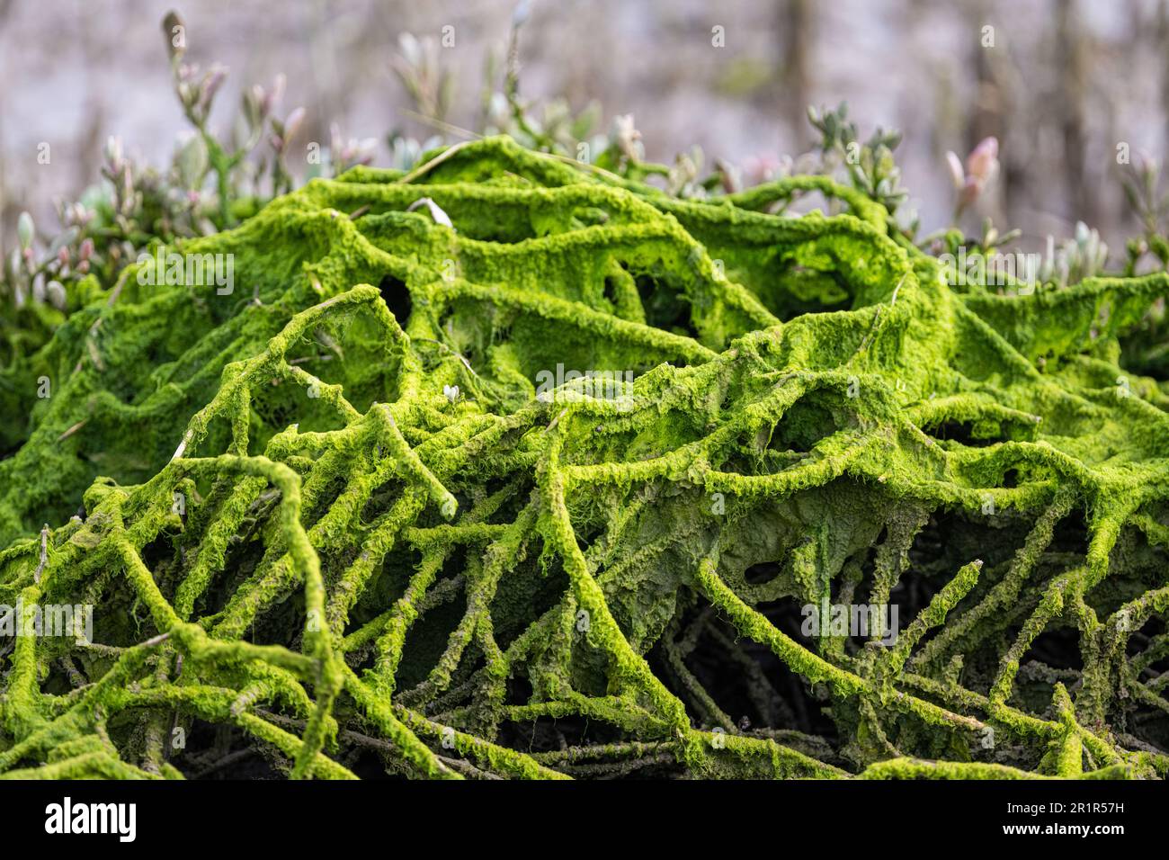 Filamenti contorti di alghe verdi, riserva naturale RSPB Pagham Harbour, Sussex, Regno Unito Foto Stock