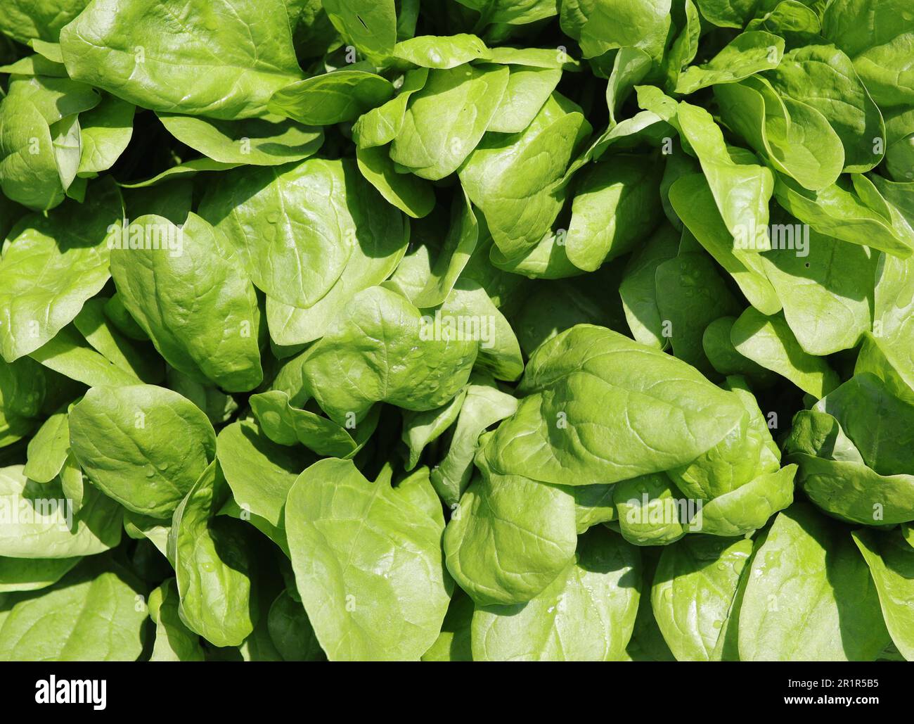 Foglie di spinaci Foto Stock