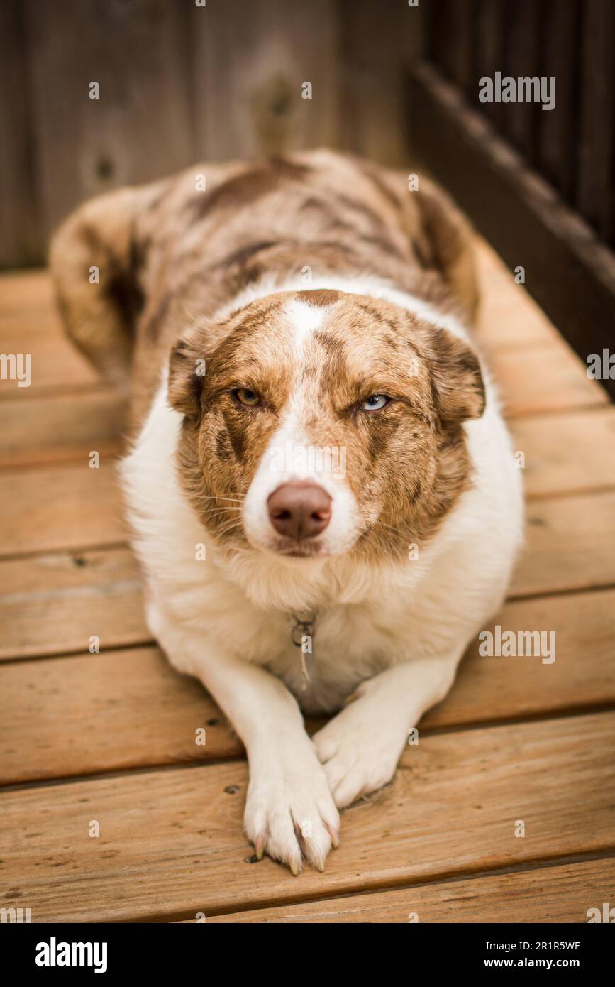 Rosso Merle confine Collie Foto Stock