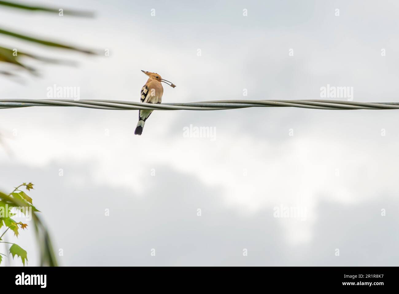 Un bellissimo hoopoe su fili elettrici ha preda nel suo becco Foto Stock
