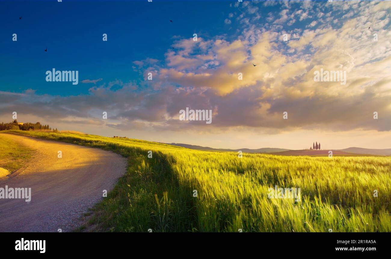 Bella estate paesaggio di campagna italiana. Strada rurale vuota attraverso un campo di grano verde toscano. Tramonto sul campo Foto Stock