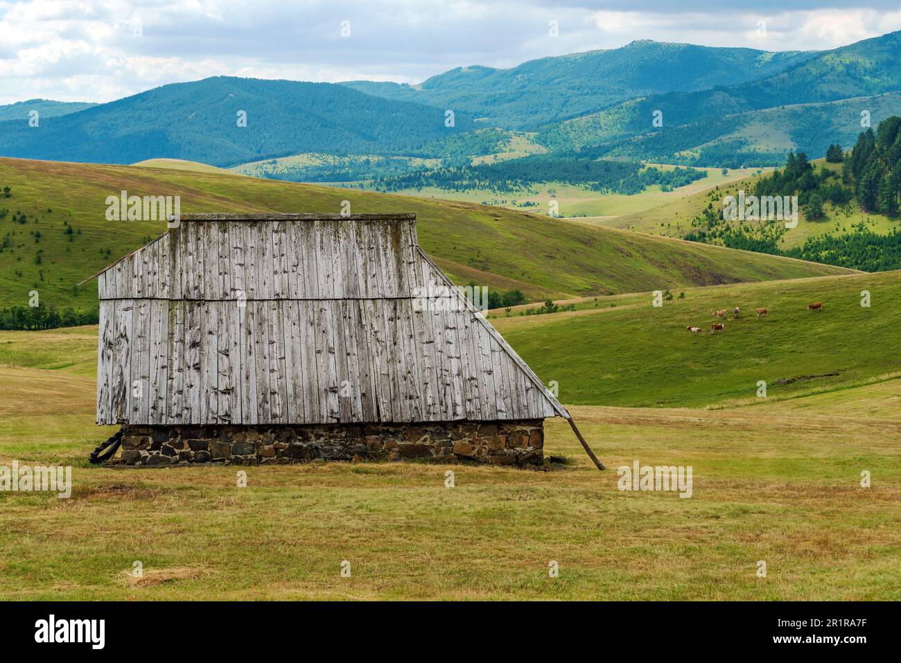 Abbandonato vecchio pastore cottage sulla collina pascolo terra nella regione di Zlatibor in Serbia con mucche in background Foto Stock