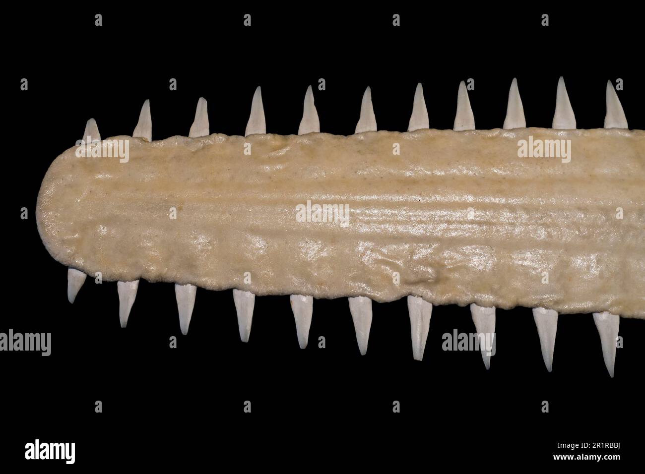 Segheria / squalo falegname (specie Pristis), primo piano di estensione lunga, stretta, appiattita rostro / naso, fiancheggiata da denti trasversali affilati Foto Stock