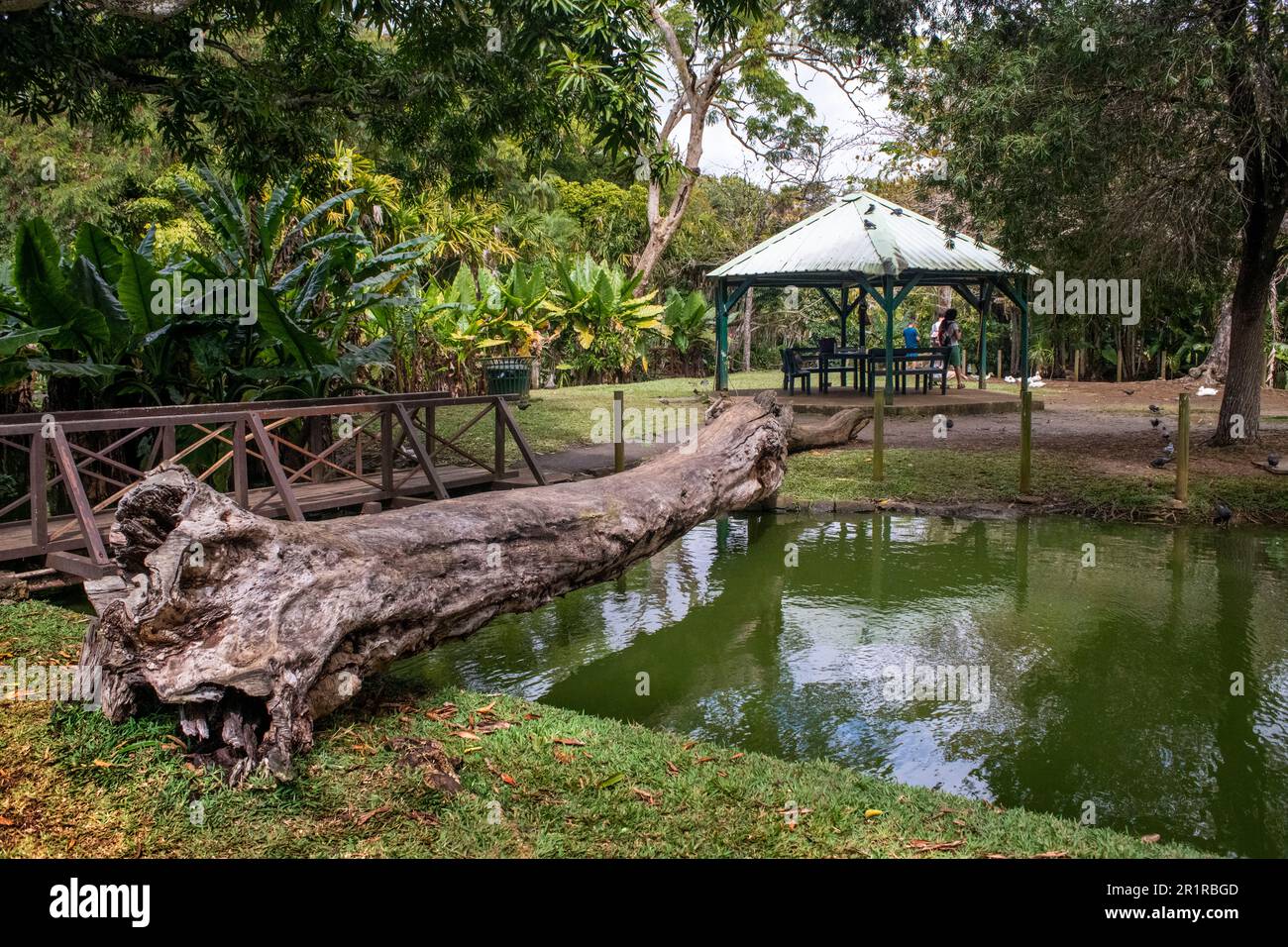 Giardino botanico di Pamplemousses. Sir Seewoosagur Ramgoolam Botanical Garden, isola di Mauritius. Foto Stock