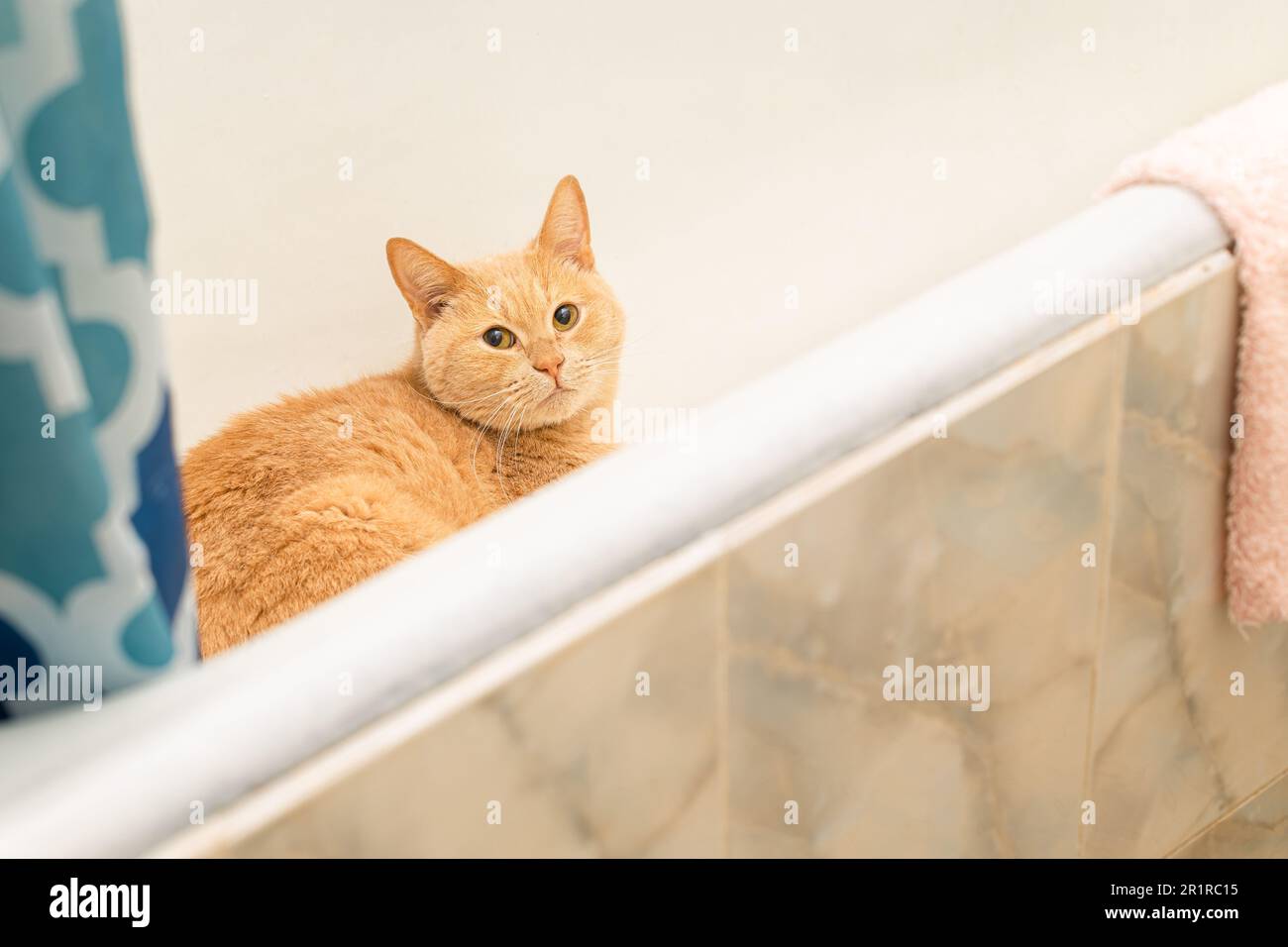 gatto rosso domestico seduto nel bagno. cat sta per fare un bagno. bagno di un gatto in bagno Foto Stock