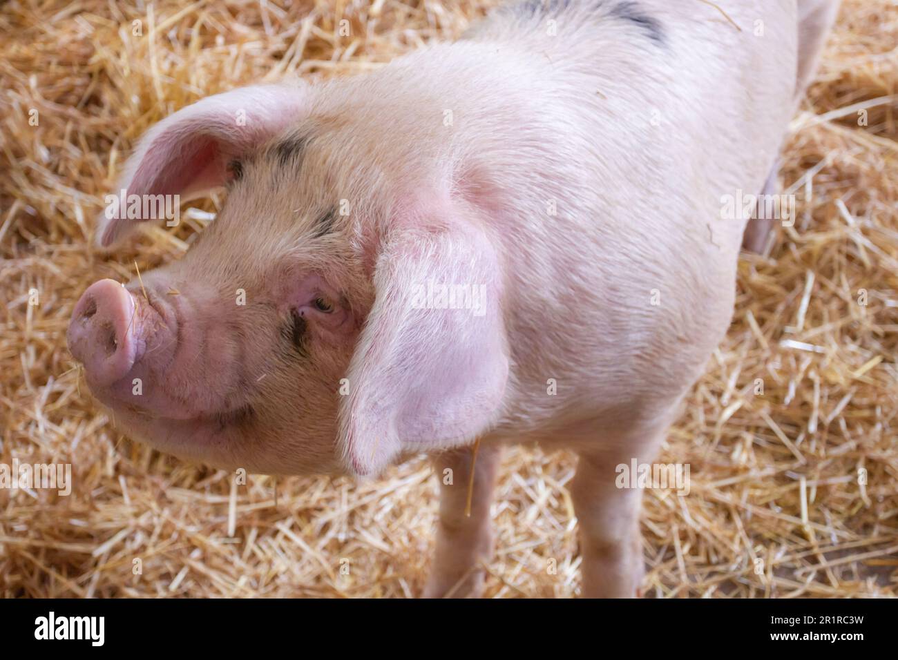 USA, AGRICOLTURA, diritto e affari, 14/05/2023. Questioni costituzionali sollevate negli Stati Uniti riguardo alle leggi statali e alla raccolta di suini allevati allo stallo. Foto Stock