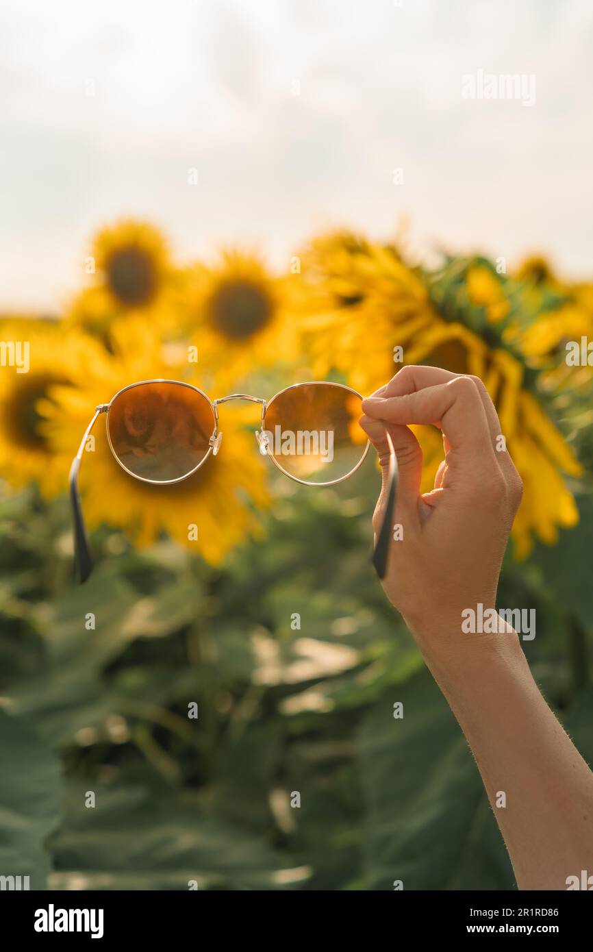 Primo piano di una donna che tiene i suoi occhiali da sole in aria di fronte a un campo di girasoli, Bielorussia Foto Stock