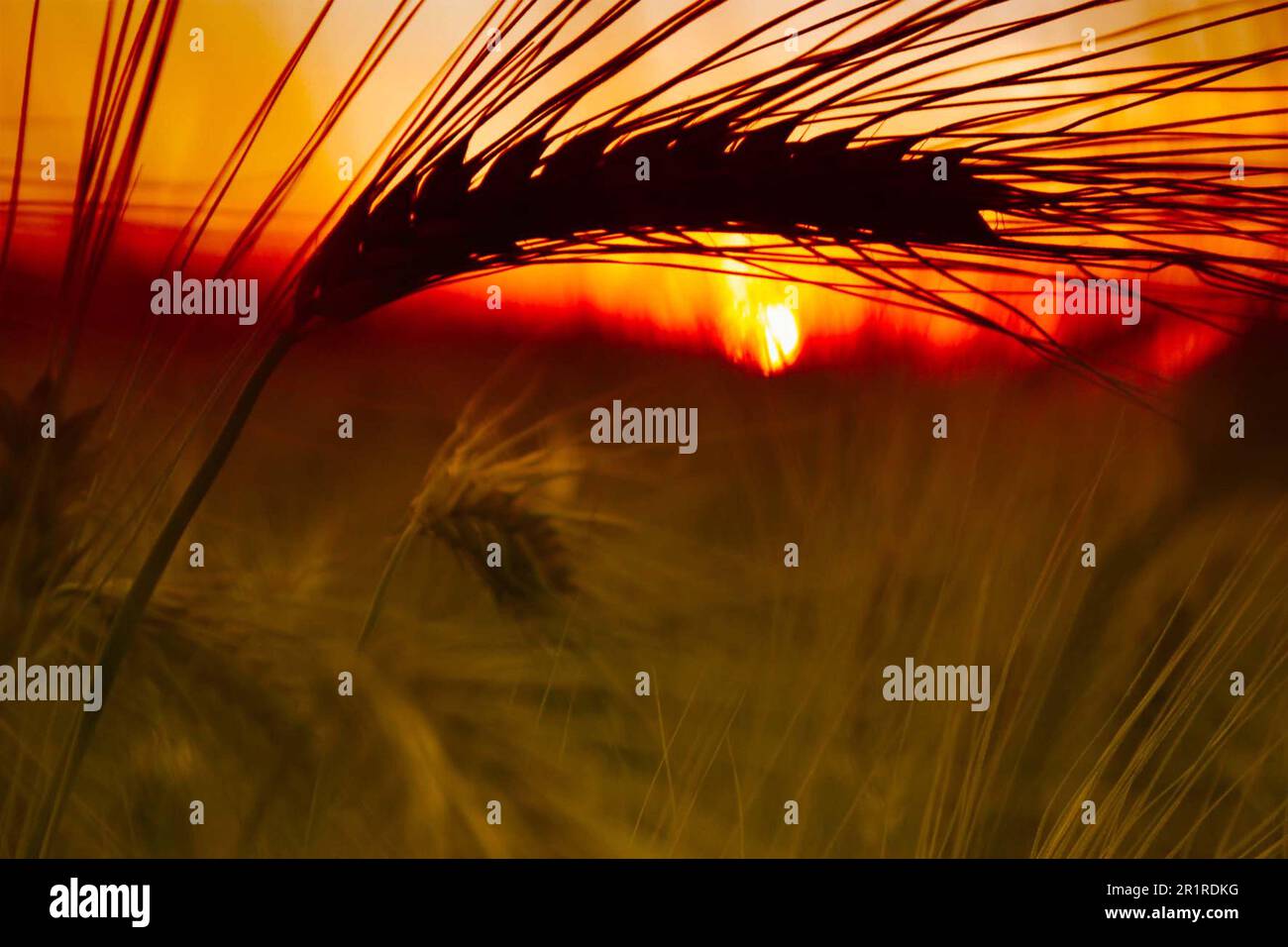 Primo piano di un orecchio di grano al Tramonto, Piemonte, Italia Foto Stock