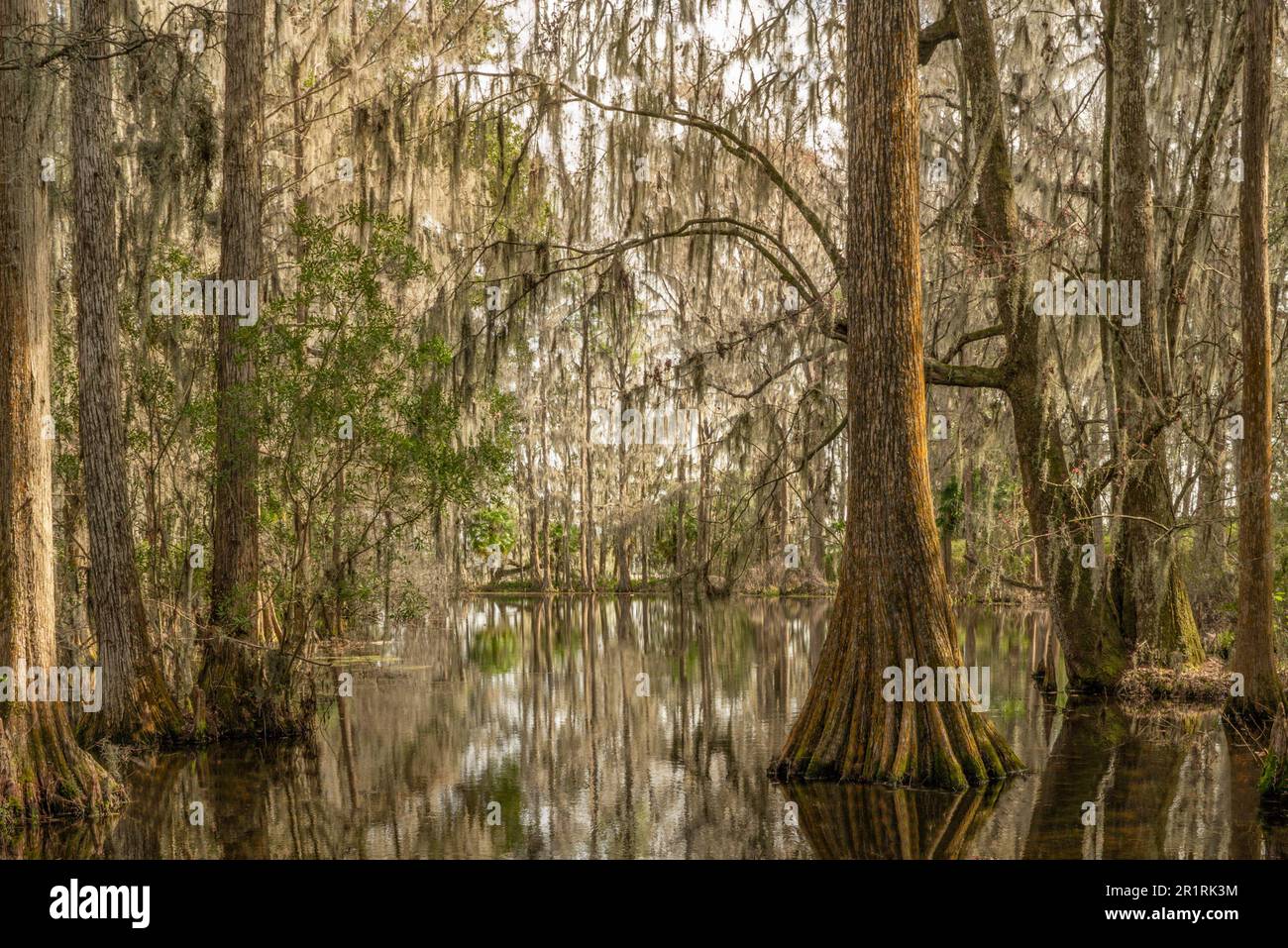Immagine pacifica di bassa campagna South Carolina Cypress Swamp con muschio spagnolo. Foto Stock