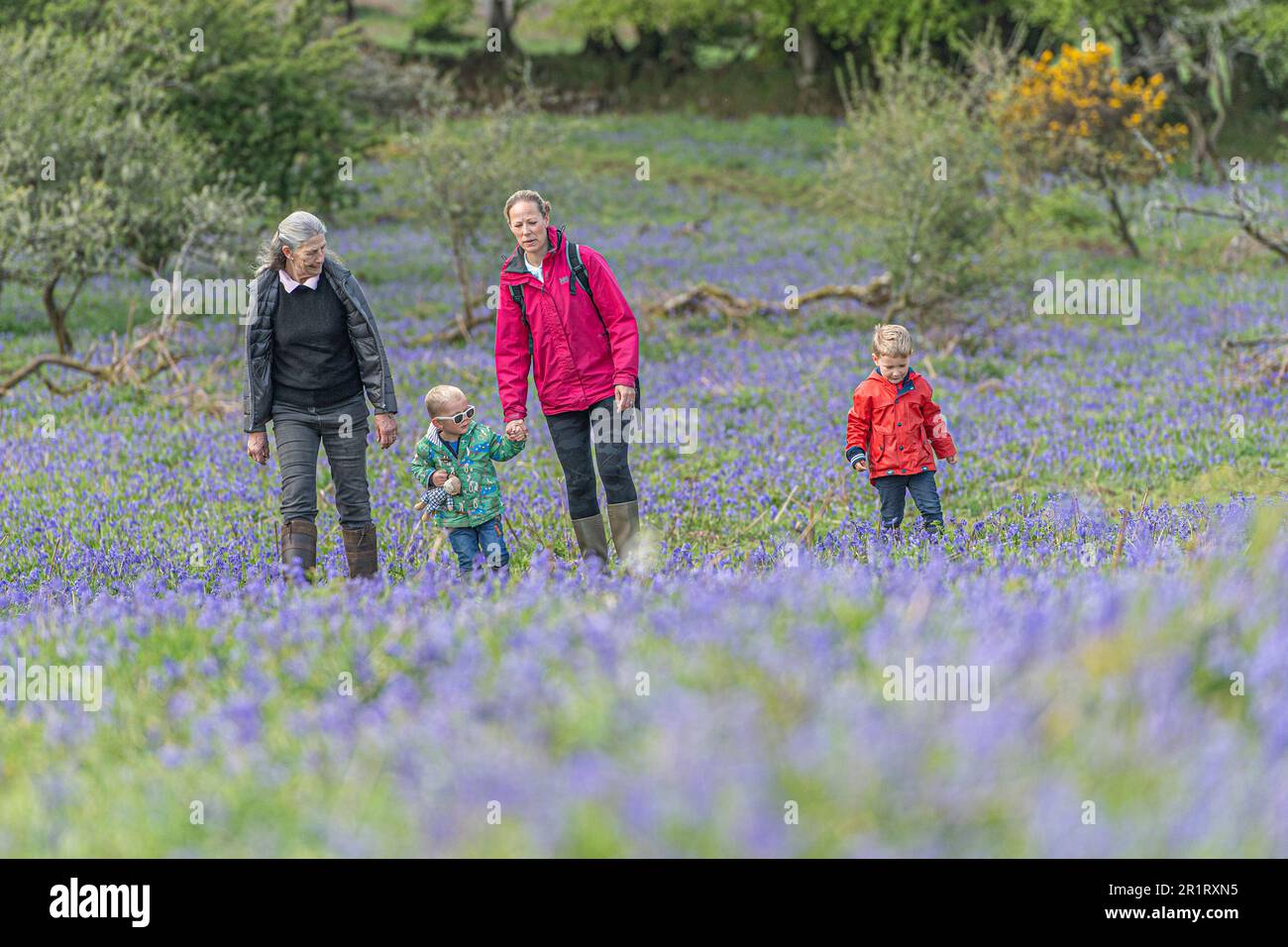 famiglia a piedi in bluebells Foto Stock