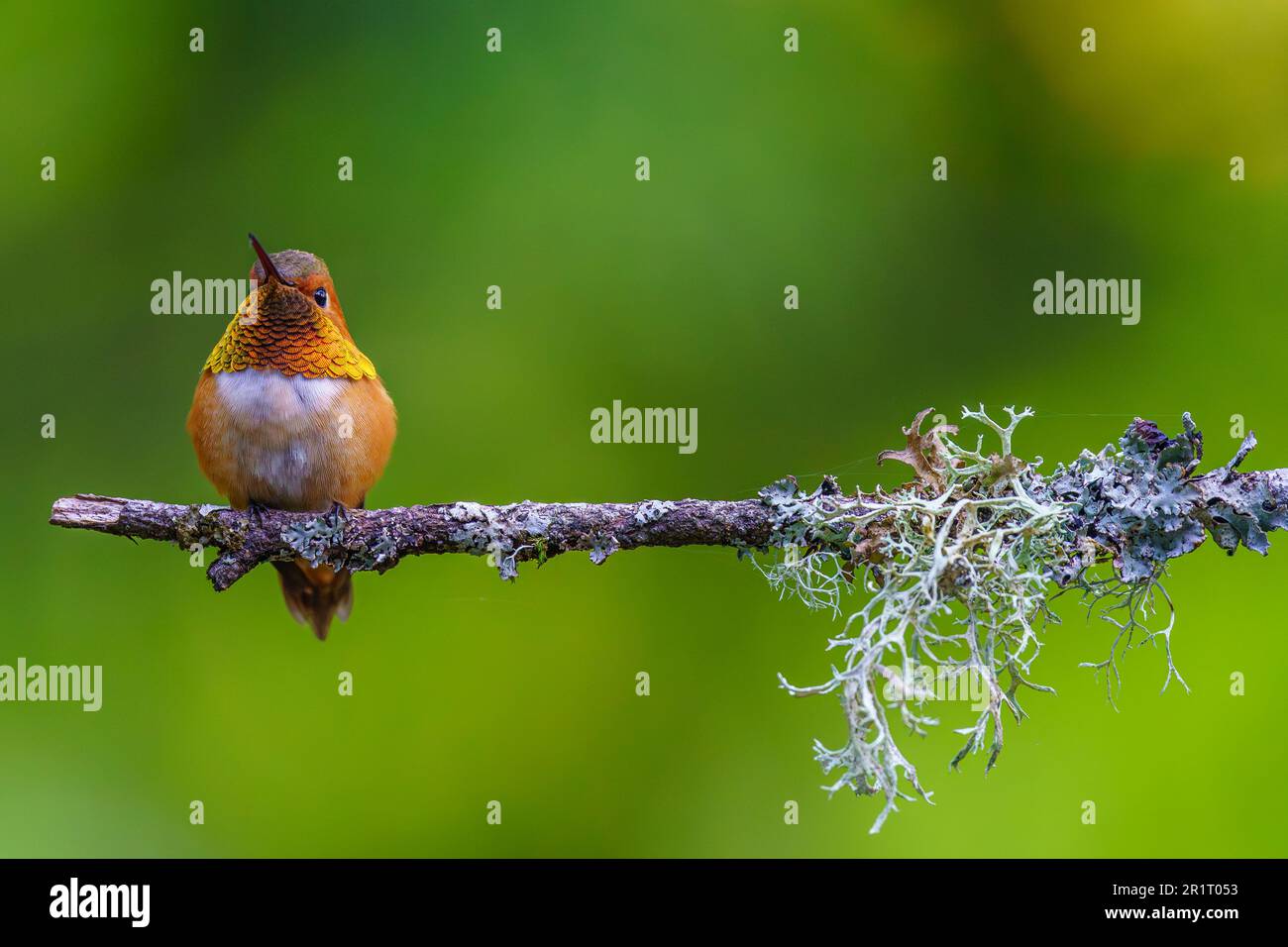 Un maschio colorato Rifous Hummingbird (Selasforus rifus) arroccato su un ramo. Foto Stock