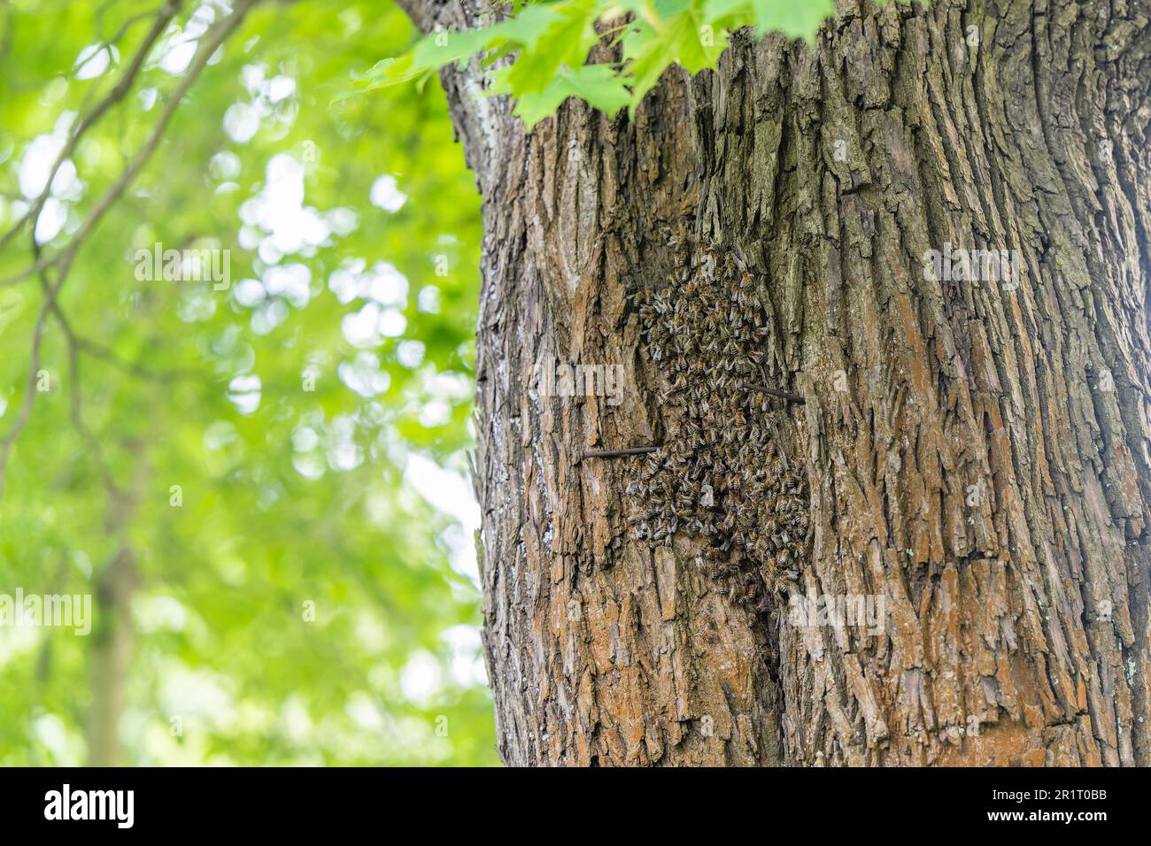 Uno sciame di api su un albero Foto Stock