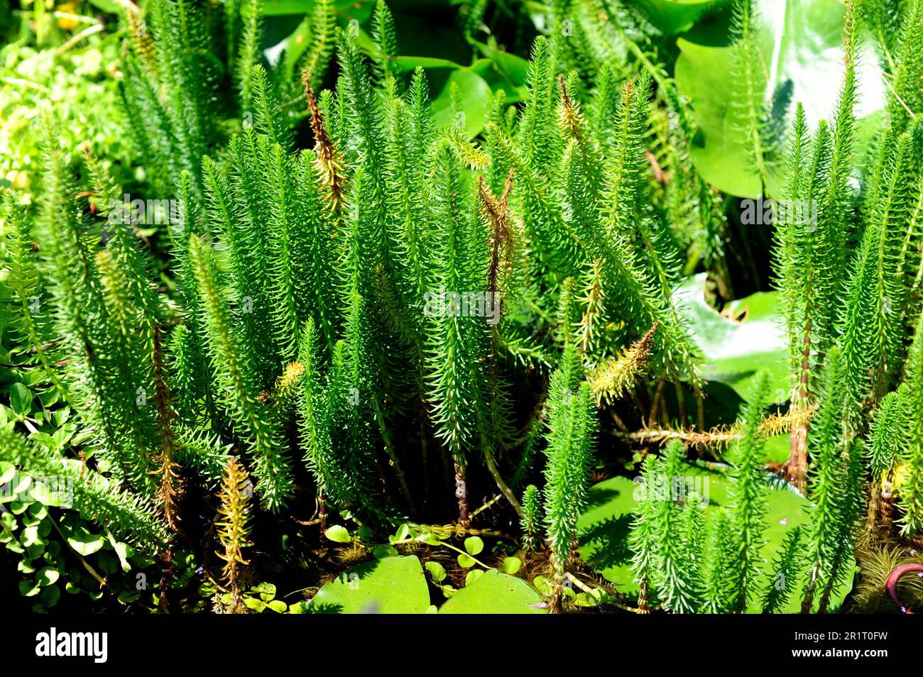 La coda di mare (Hippuris vulgaris) è una pianta acquatica originaria dell'Eurasia e del Nord America. Foto Stock