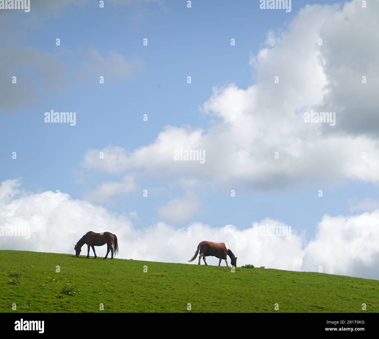 Due cavalli che si affacciano l'uno dall'altro sulla cima di una collina Foto Stock