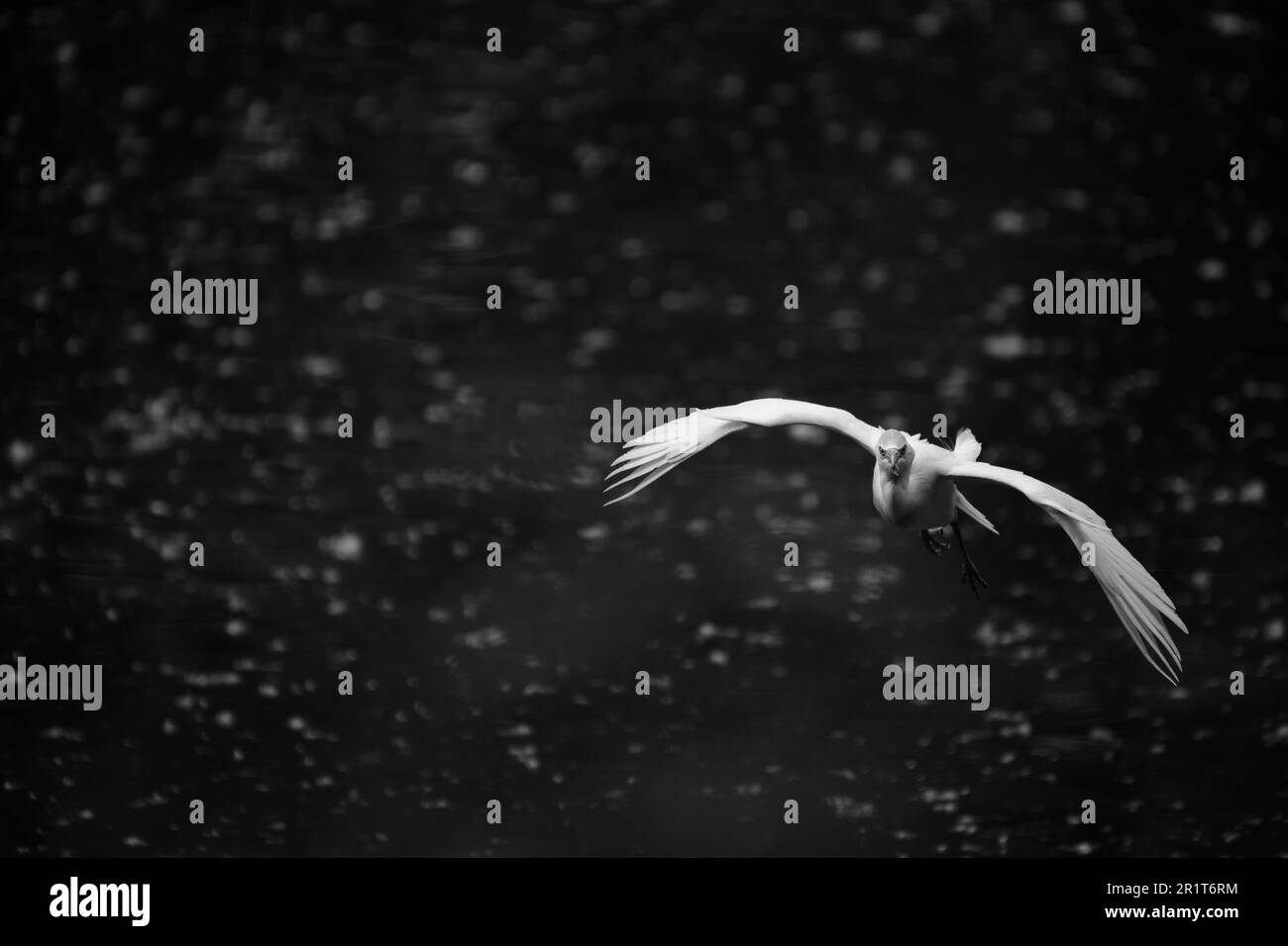 Heron vola in un cielo di stelle Foto Stock