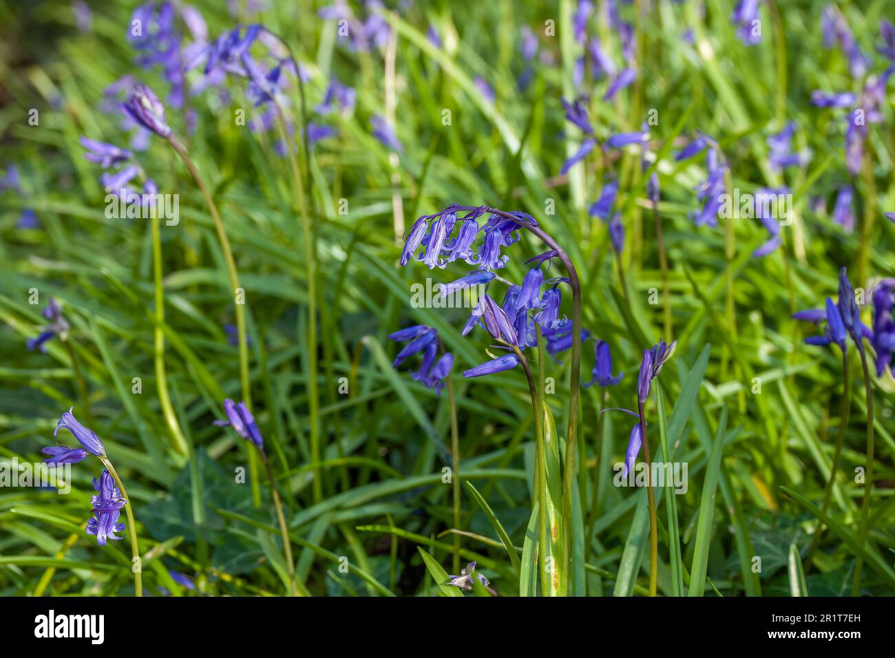 Primo piano di belle bluebells un simbolo di umiltà costanza gratitudine e amore eterno Foto Stock