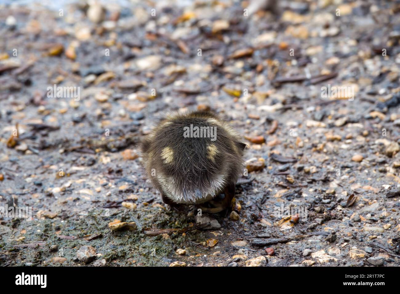 primo piano di un anatroccolo da dietro Foto Stock