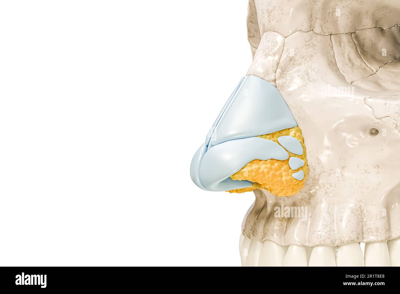 Cartilagini nasali e primo piano osseo 3D illustrazione di rendering isolato su bianco con spazio di copia. Scheletro umano e anatomia del naso, diagramma medico, oste Foto Stock