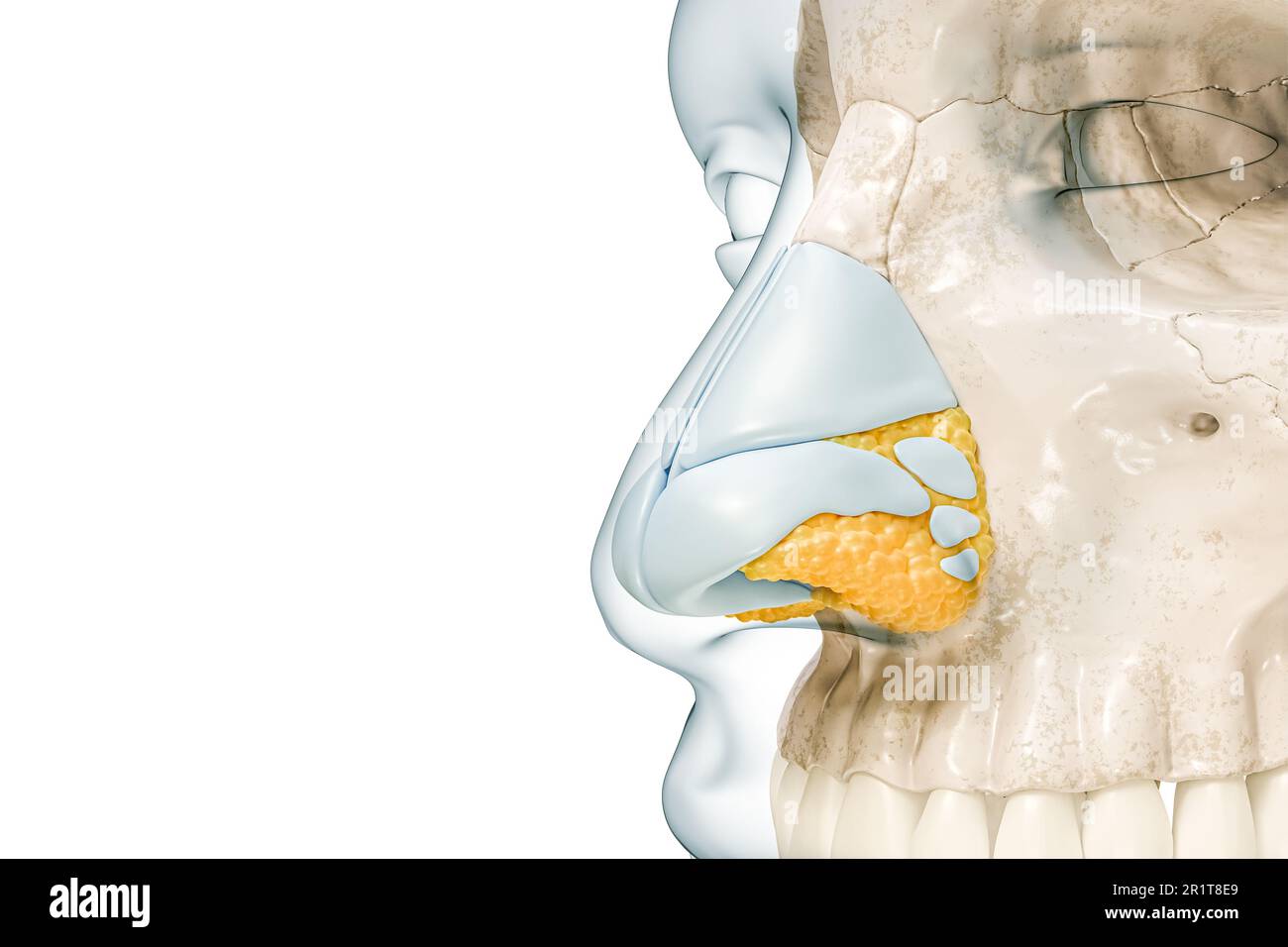Cartilagini nasali e primo piano osseo con contorni del corpo 3D rappresentazione illustrazione isolata su bianco con spazio di copia. Scheletro umano e anatomia del naso, io Foto Stock