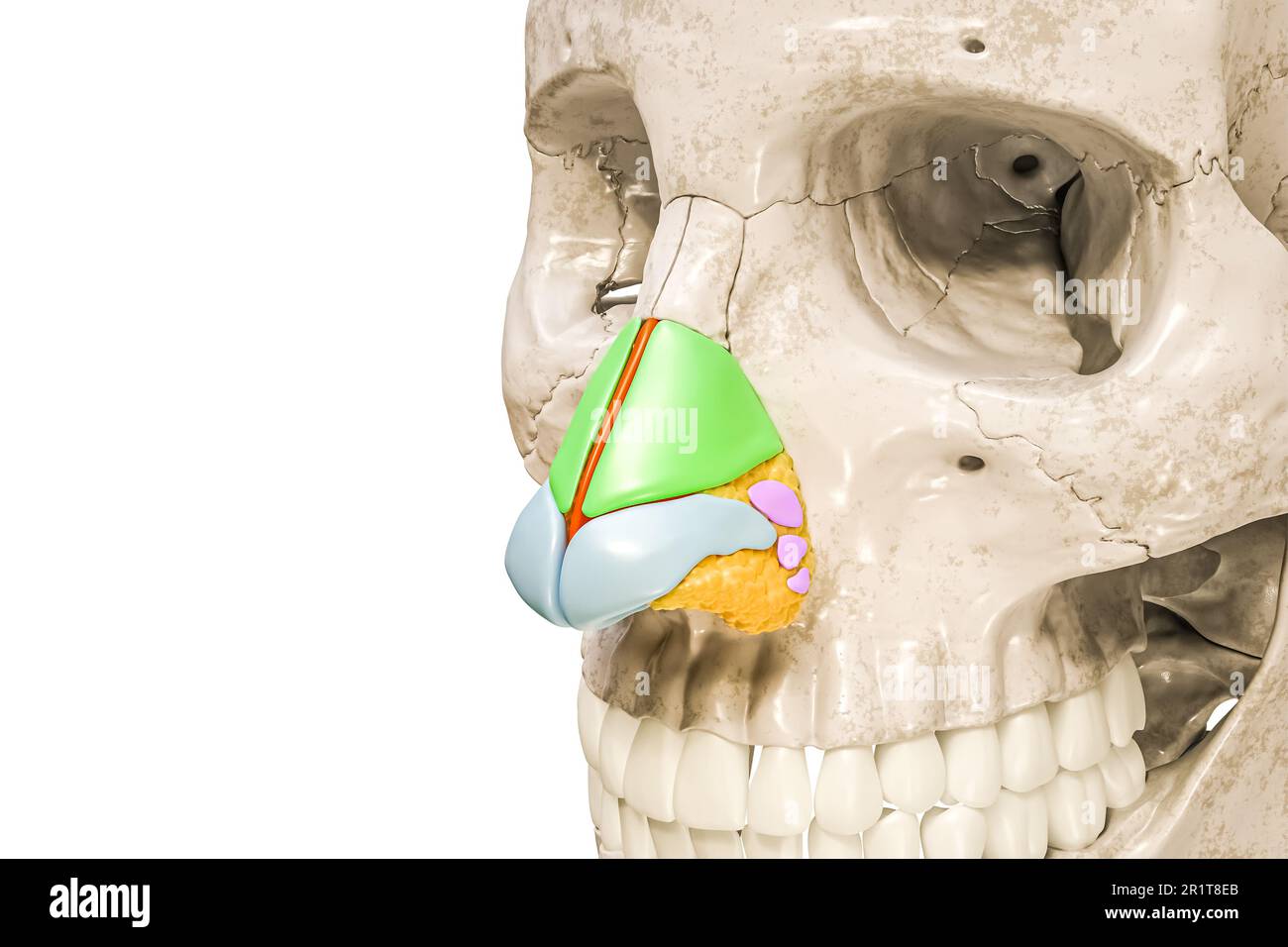 Cartilagini nasali etichettati con colori 3D rappresentazione illustrazione isolato su bianco con spazio copia. Anatomia di scheletro umano e naso, diagramma medico, os Foto Stock