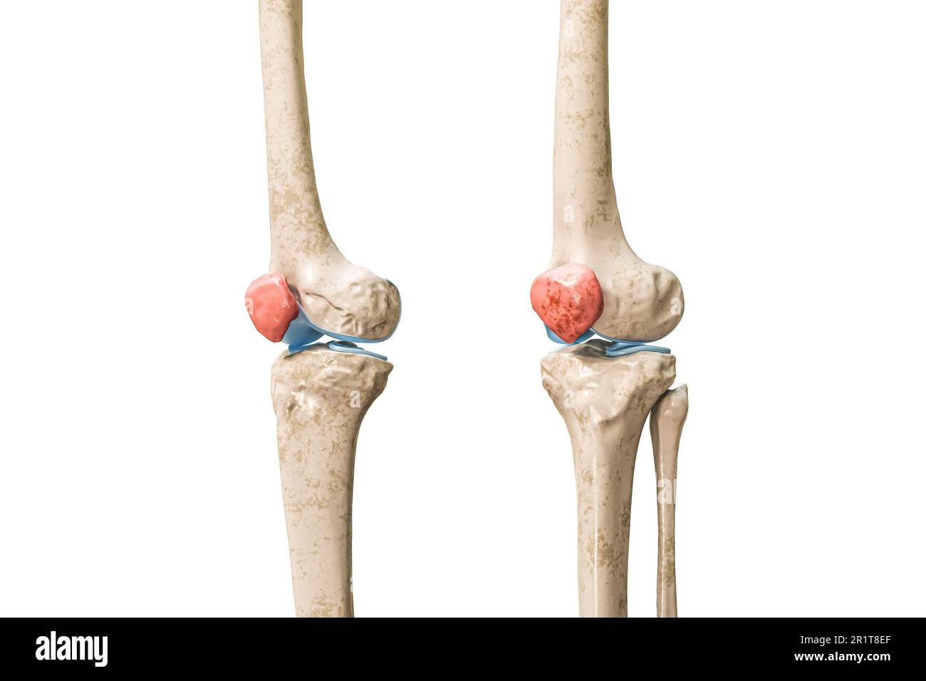 Rotula o osso della ginocchia in rosso 3D immagine di rendering isolato su bianco con spazio di copia. Anatomia dello scheletro umano e del ginocchio, diagramma medico, osteolog Foto Stock