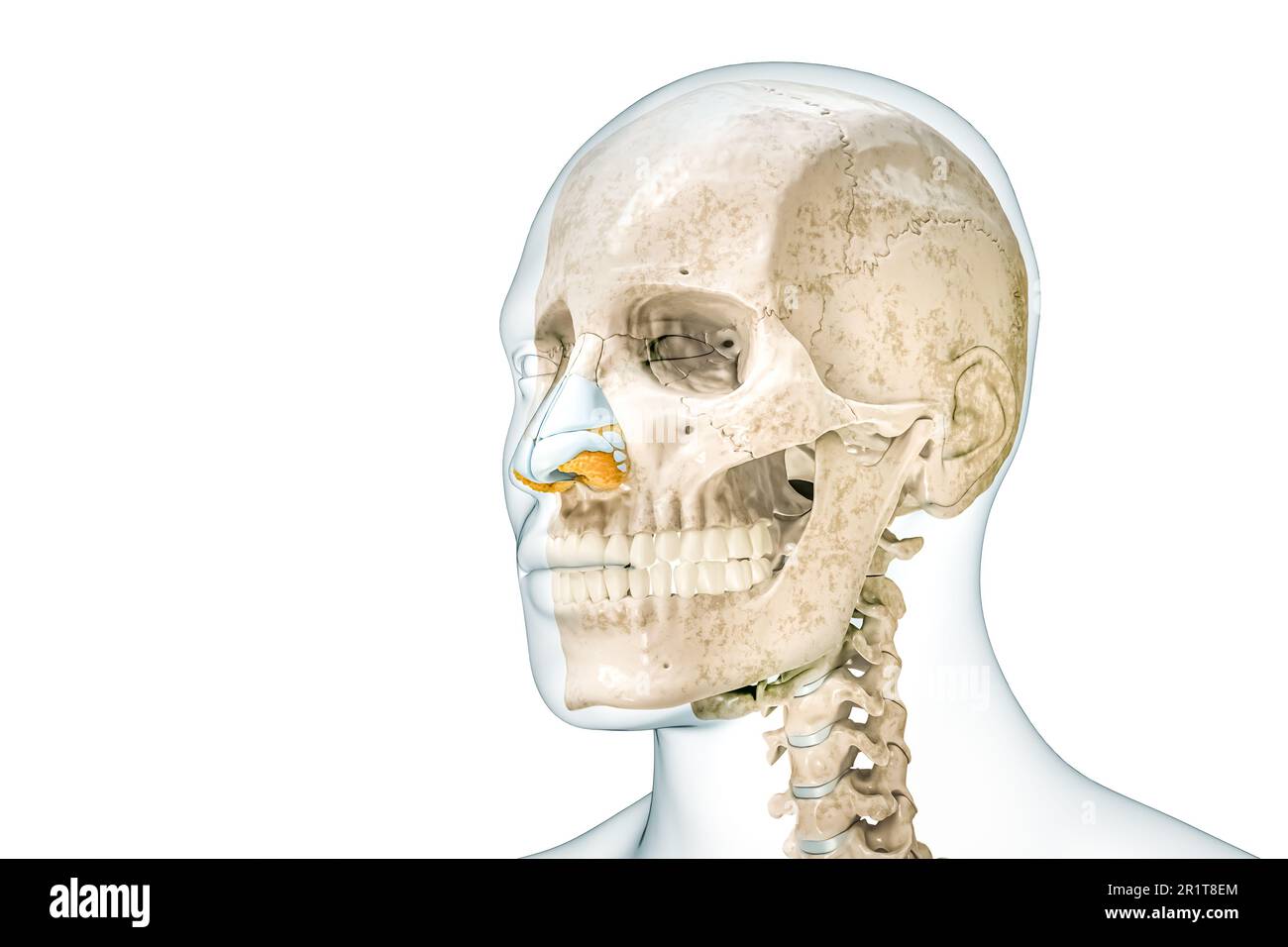 Cartilagini del cranio e del naso con contorni del corpo maschile 3D che rendono l'illustrazione isolata su bianco con spazio di copia. Anatomia dello scheletro umano e della testa, medica Foto Stock