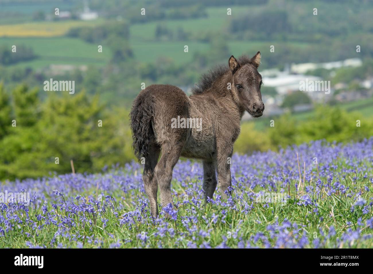 Carino Dartmoor pony Foal su Dartmoor in Bluebell Field Foto Stock