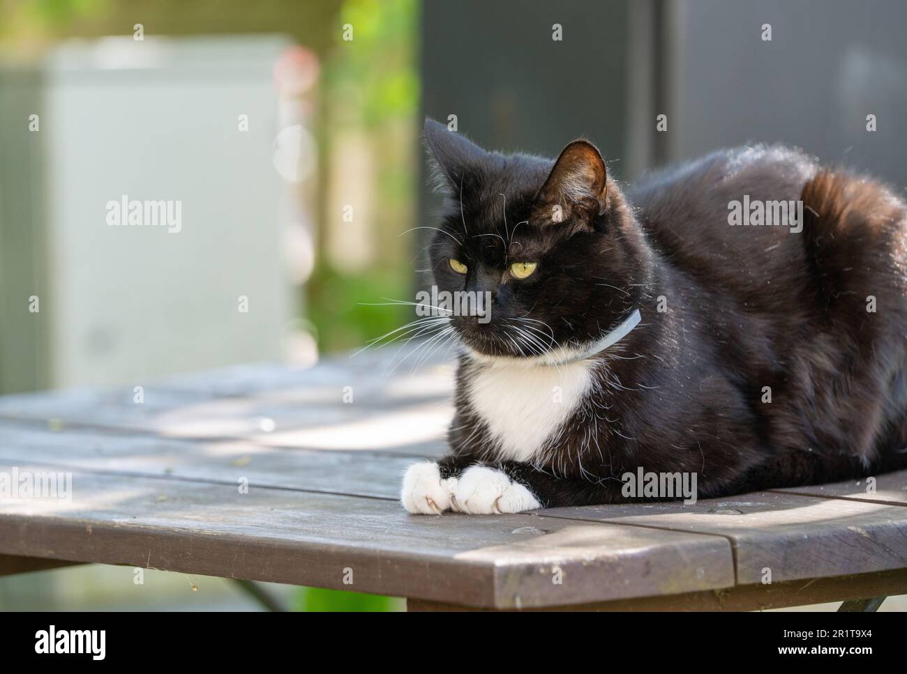 Un gatto bianco e nero che riposa sul tavolo da giardino. Foto Stock
