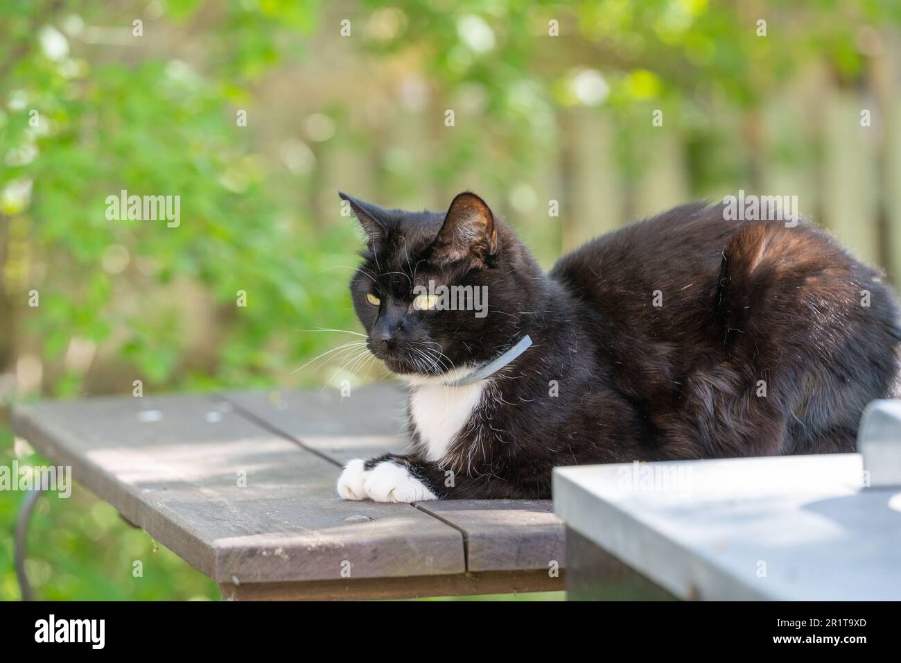 Un gatto bianco e nero che riposa sul tavolo da giardino. Foto Stock