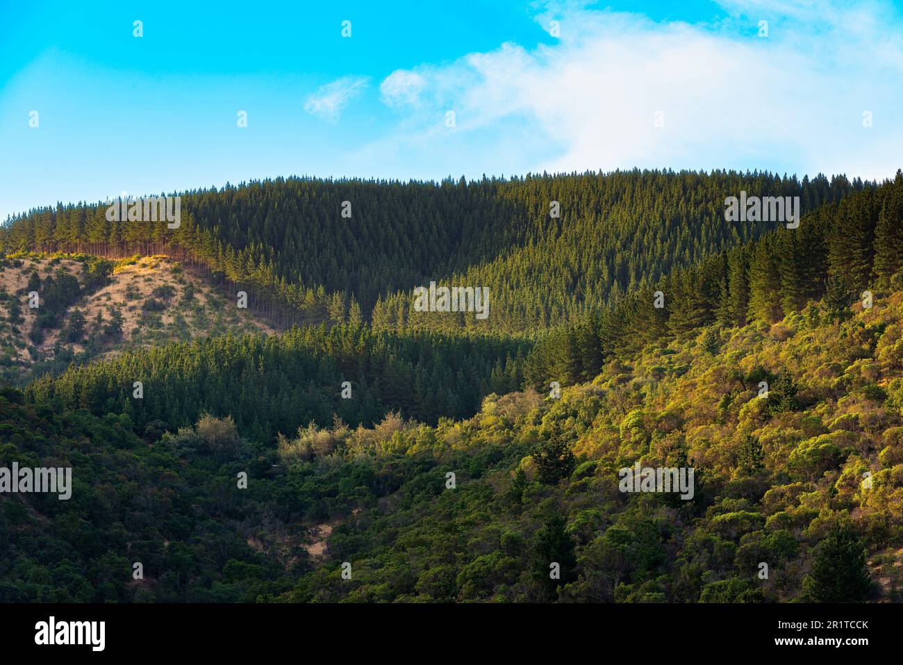 Piantagioni di alberi per l'industria forestale nella regione di Maule, Cile Foto Stock