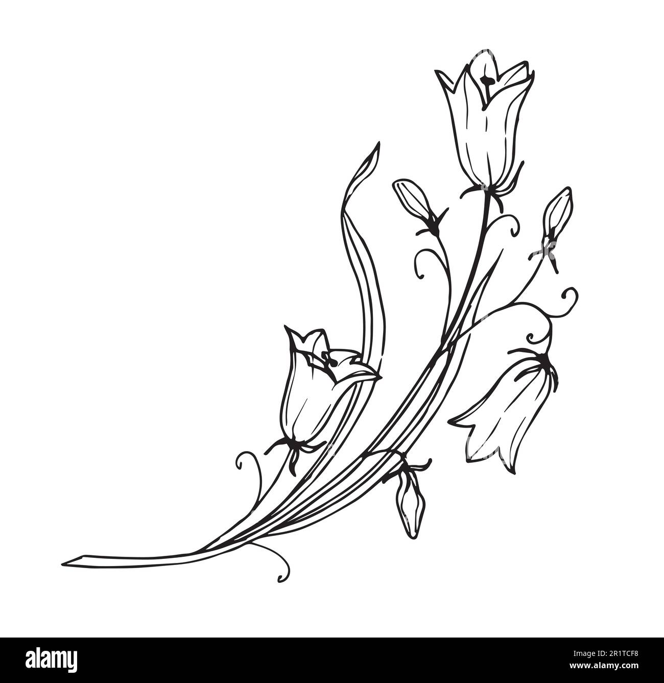 Bellflower su sfondo isolato. Disegno a mano del vettore floreale della campana Fiore in stile di contorno dipinto da inchiostro nero. Disegno grafico botanico di Bluebell per biglietti d'auguri o inviti. Illustrazione Vettoriale