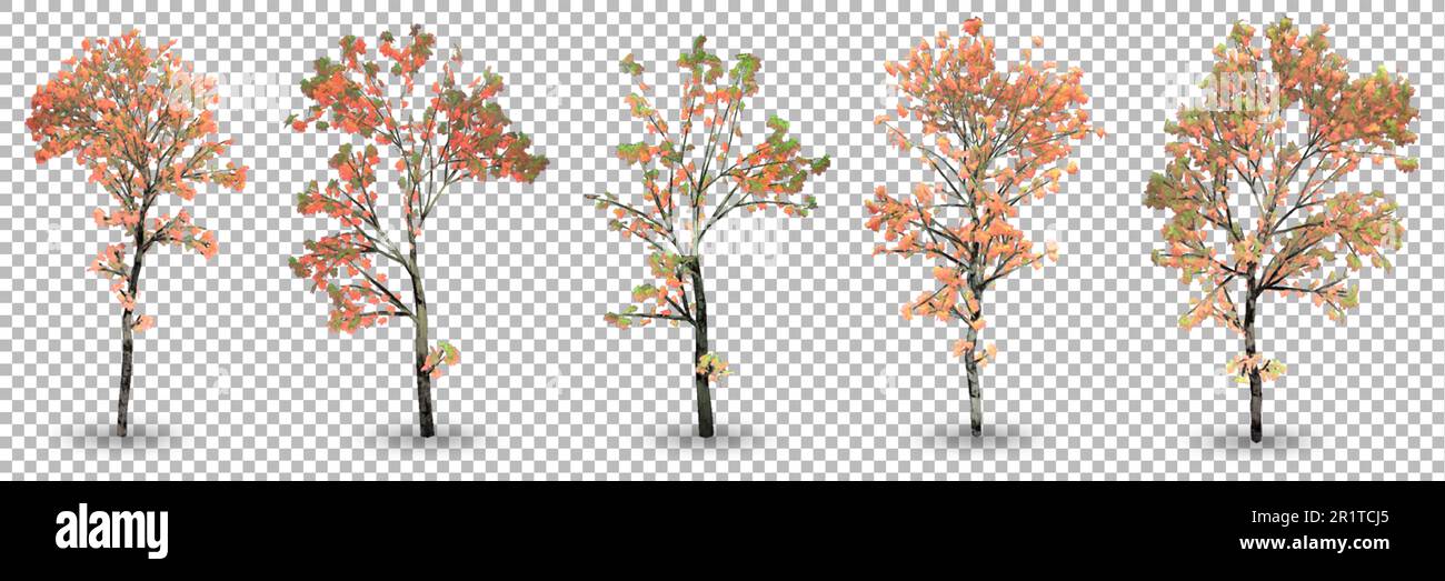 Set di 3D alberi di acero rendering con sfondo trasparente. Foto Stock