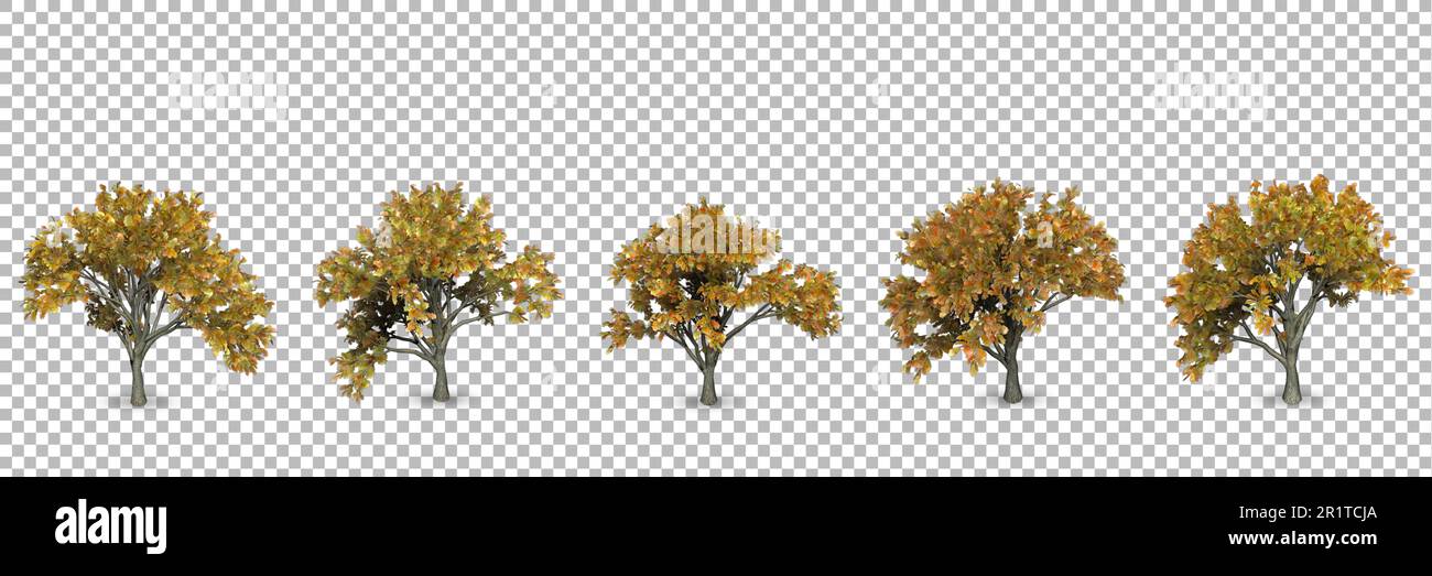Set di 3D quercia rendering in autunno con sfondo trasparente. Foto Stock