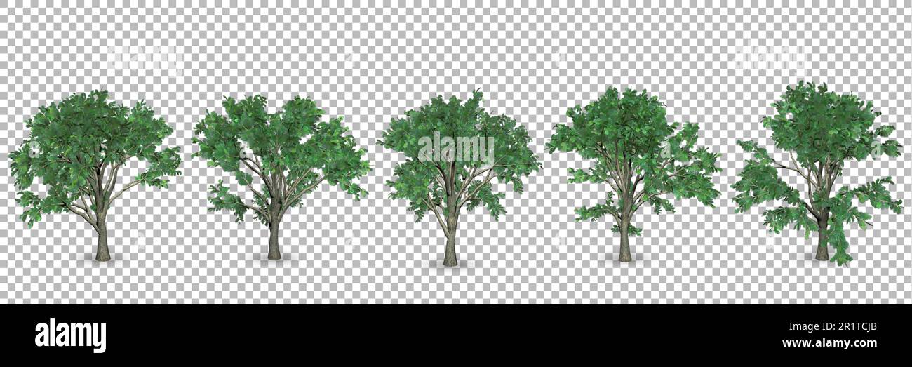 Set di 3D querce rendering con sfondo trasparente. Foto Stock