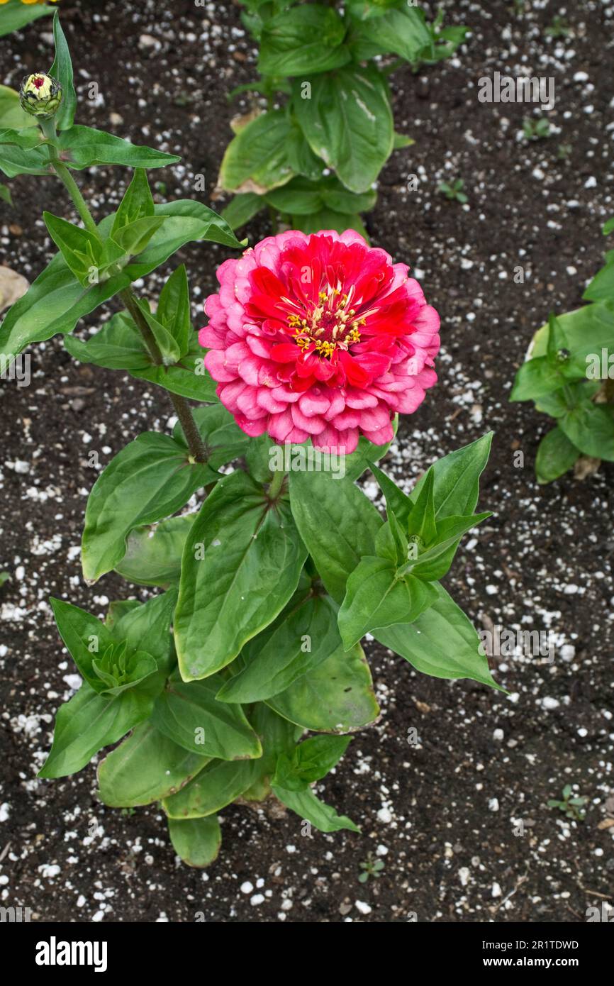 In primavera fioriscono splendidi ed eleganti fiori di zinnia rossi e rosa con foglie verdi Foto Stock