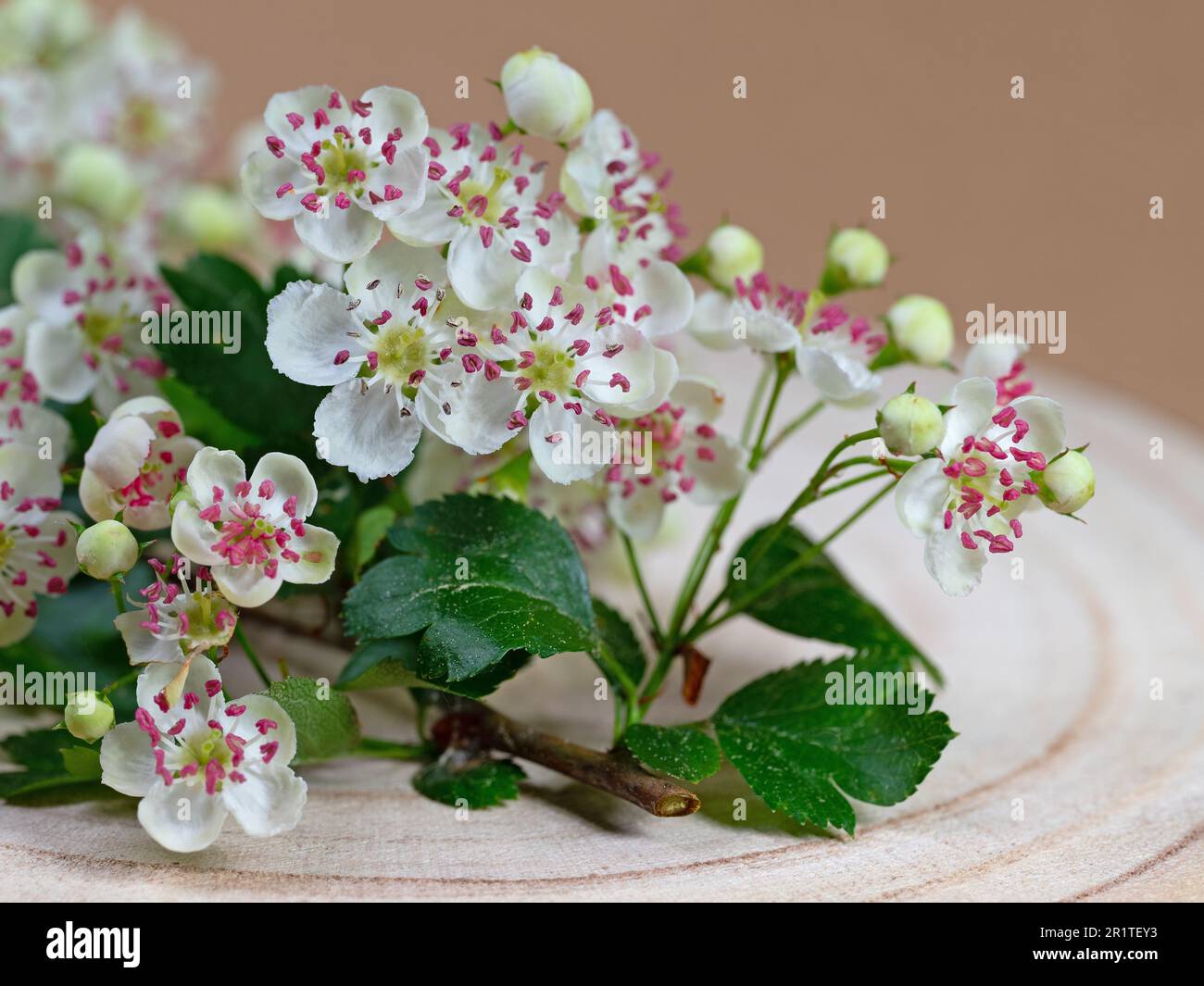 Biancospino fiorito, Crataegus, in un primo piano Foto Stock