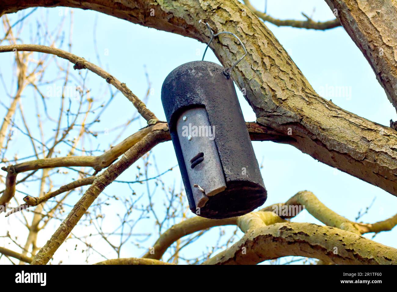 Primo piano di una scatola di pipistrelli, un capriolo artificiale per pipistrelli, appeso al ramo di un albero in un ambiente boschivo. Foto Stock