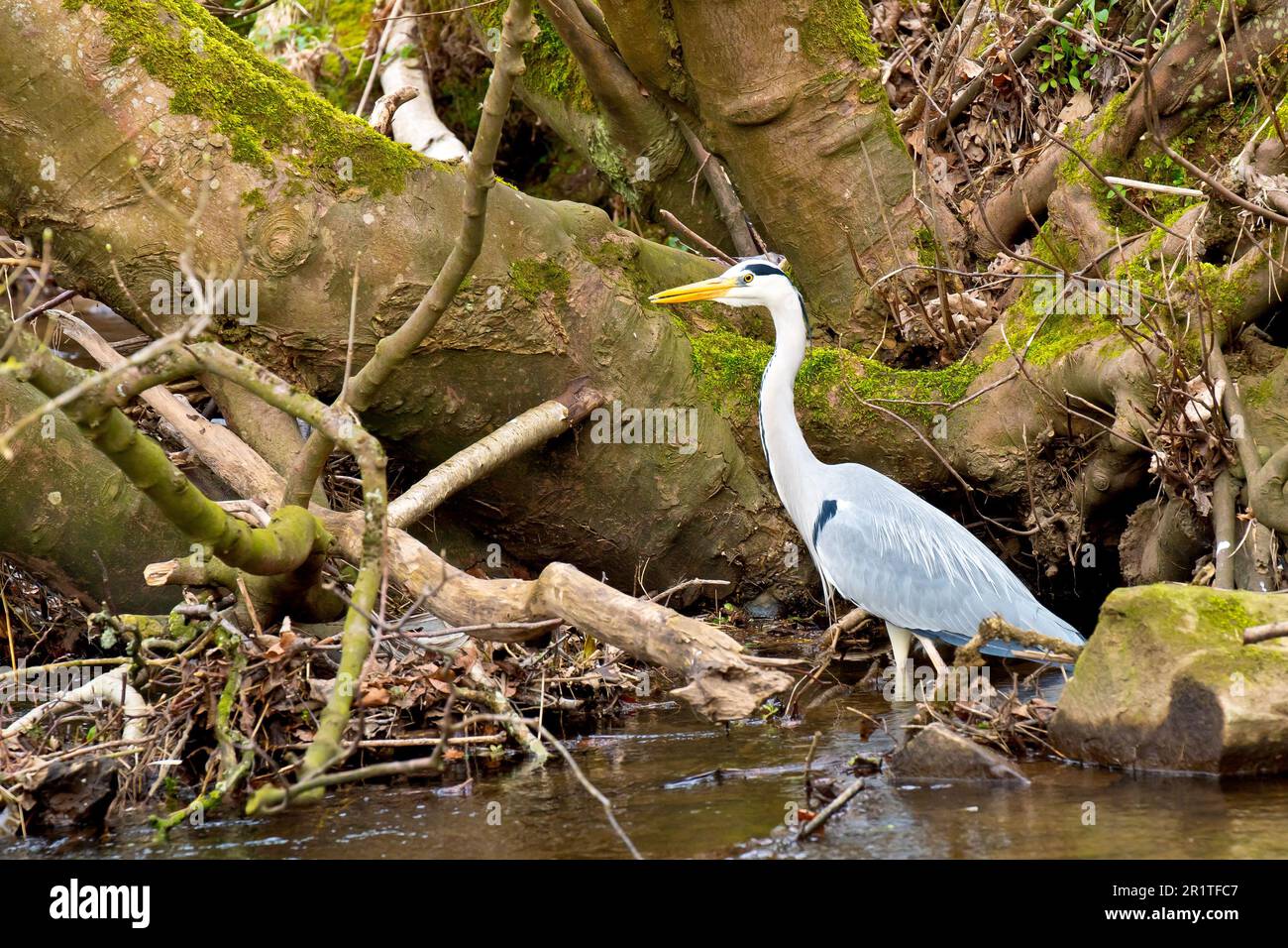 Airone grigio (ardea cinerea), primo piano di un uccello adulto in piedi nelle stalle di un fiume lento. Foto Stock