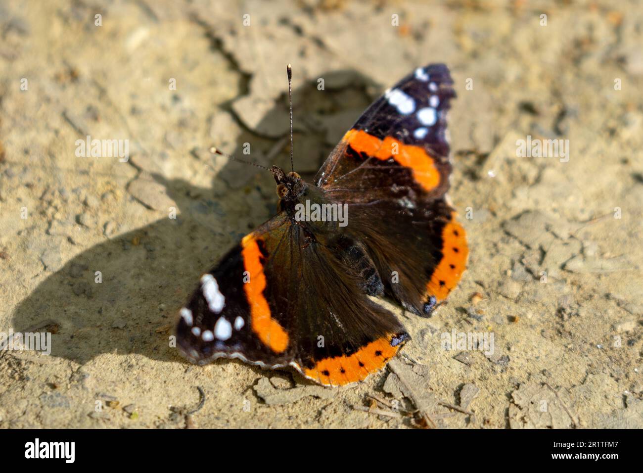 farfalla atalanta con ombra in una giornata di sole e asciutte. Foto Stock