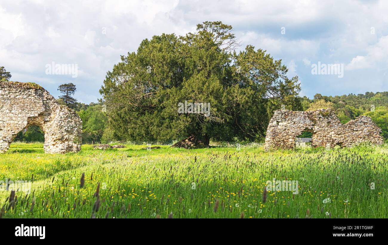 L'antico albero di Yew nei terreni della rovinata Abbazia cistercense di Waverley vicino a Farnham, Surrey. Foto Stock