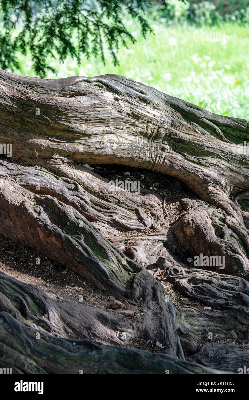 Foto dettagliata delle radici dell'antico albero di Yew nei terreni della rovinata Abbazia cistercense di Waverley nei pressi di Farnham, Surrey. Foto Stock