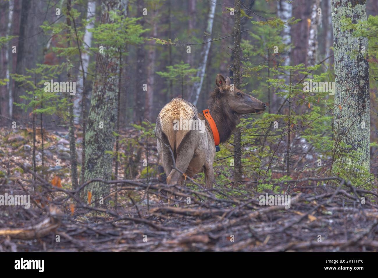 Mucca alce nella zona del lago Clam nel Wisconsin settentrionale. Foto Stock