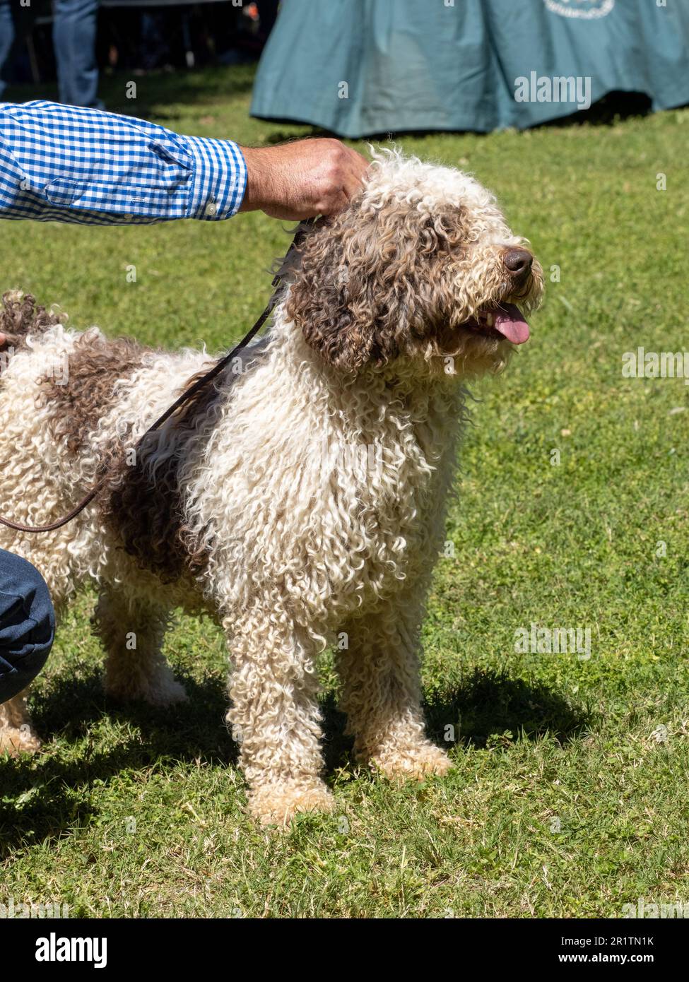 Cane spagnolo bianco e marrone in piedi con il suo proprietario sull'erba Foto Stock