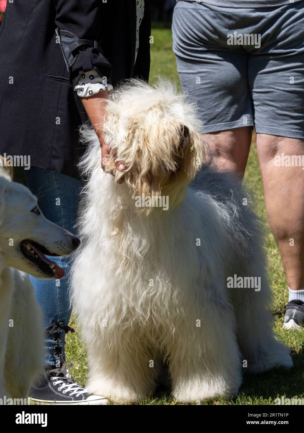 Bobtail cane purered in piedi tenuto dalla mano del suo proprietario Foto Stock