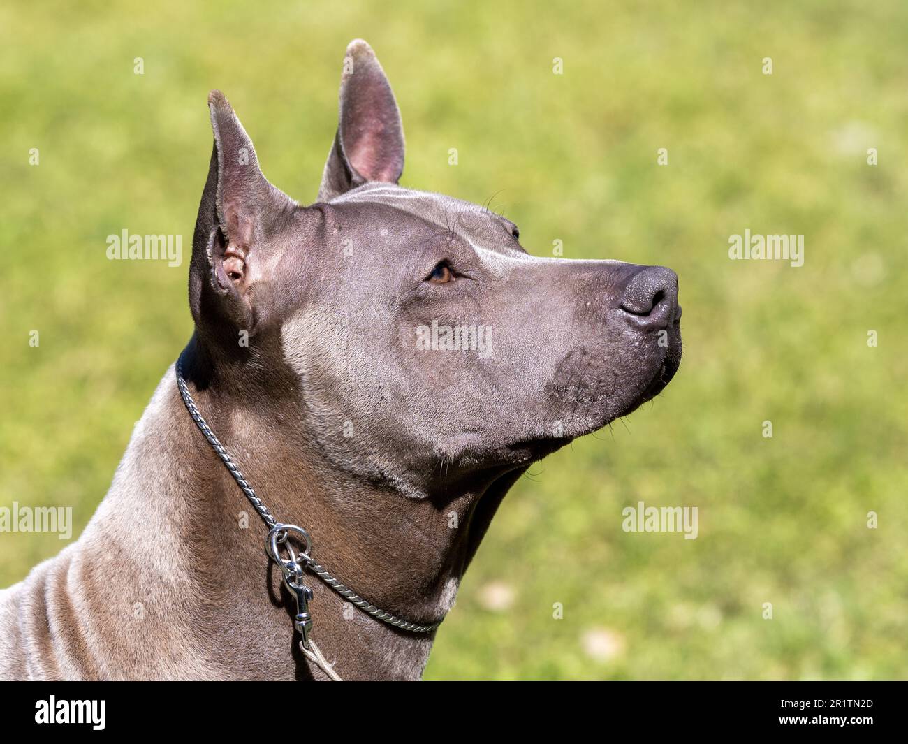 Ritratto di cane ribattino tailandese di colore grigio Foto Stock